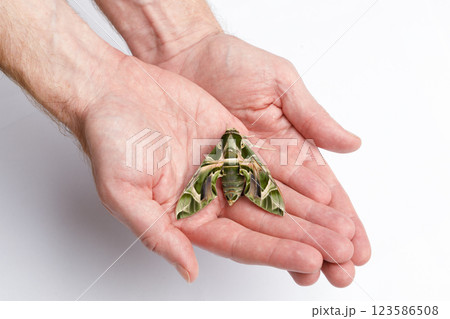 Green butterfly on human hand. Butterfly breeding. Oleander Hawk-moth Daphnis nerii on white 123586508