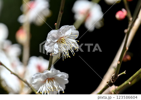 白い梅の花 白い梅の花 123586604