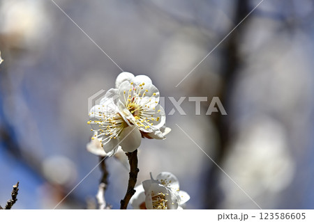 白い梅の花 123586605