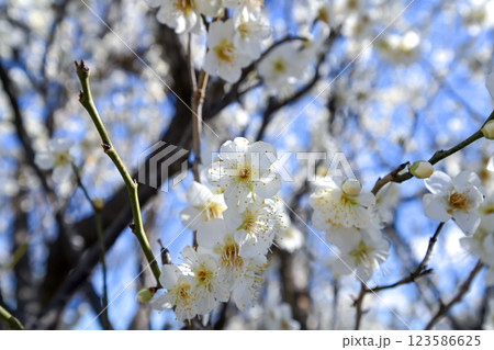 白い梅の花 白い梅の花 123586625