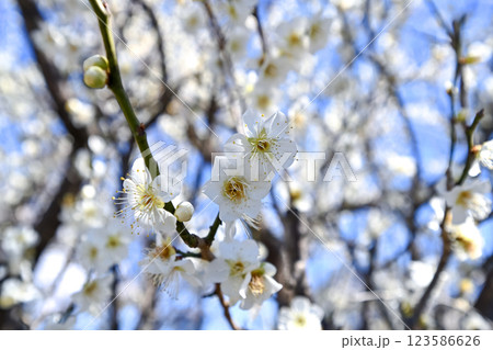 白い梅の花 白い梅の花 123586626