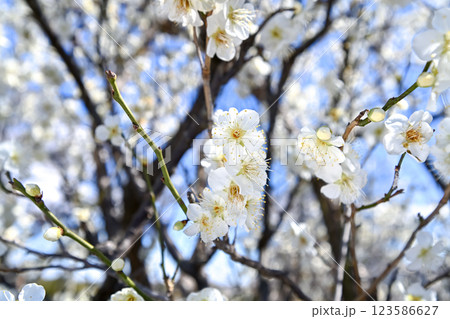 白い梅の花 123586627
