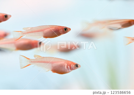 水槽のヒメダカ 123586656
