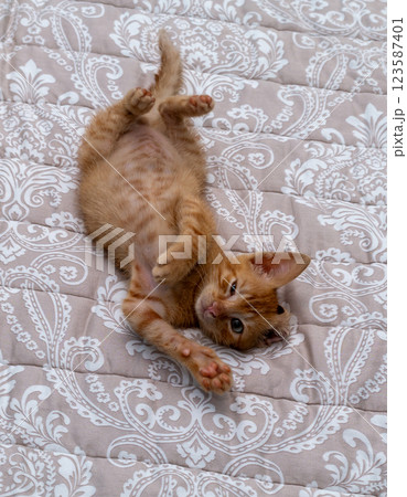 Charming orange kitten relaxing and stretching on a bed Charming orange kitten relaxing and stretching on a bed 123587401