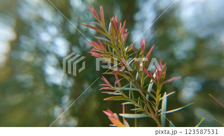 Melaleuca bracteata macro leaves small world 123587531