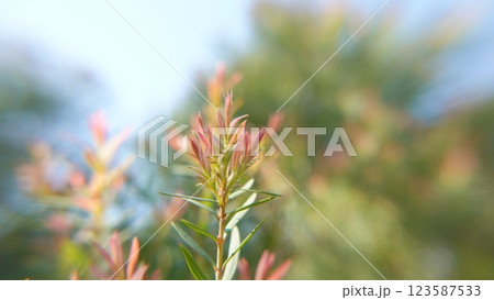 Melaleuca bracteata macro leaves small world 123587533