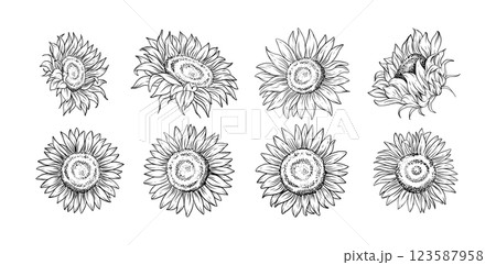 Hand drawn sunflower flower line art illustration for botanical floral design tattoo wedding invitations digital prints patterns and branding 123587958