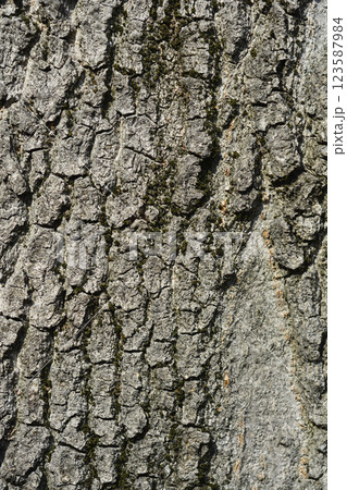 Boxelder maple Boxelder maple 123587984