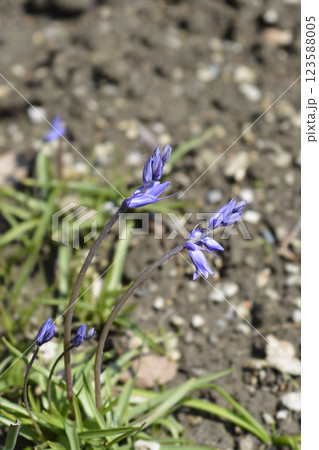 Spanish bluebell Spanish bluebell 123588005