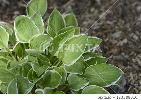 Hosta Diamond Tiara 123588010