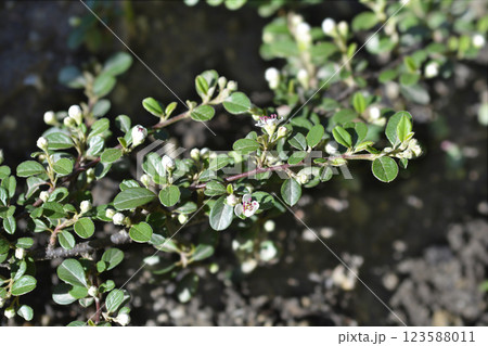 Bearberry cotoneaster Radicans 123588011