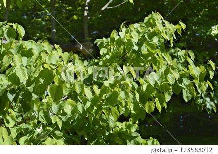 Handkerchief tree Handkerchief tree 123588012