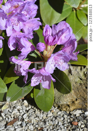 Catawba rhododendron Grandiflorum Catawba rhododendron Grandiflorum 123588013