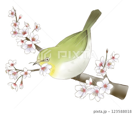 桜の花をくわえるメジロ 123588018