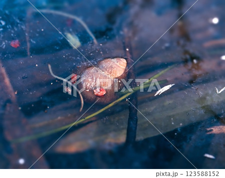 Snail shell stuck in frozen in water of lake in cold winter day with tiny pieces of leaves Snail shell stuck in frozen in water of lake in cold winter day with tiny pieces of leaves 123588152
