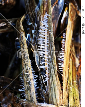 Detailed Close-up of Shaggy Ice Spikes on Vertical Reed Leaves 123588156