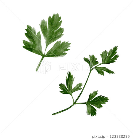 Parsley, stem with leaves. Coreander or cilantro. Spice and seasoning. Fresh greens. Useful plants. Watercolor illustration isolated from background. Edible plant with wide leaves.  123588259