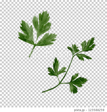Parsley, stem with leaves. Coreander or cilantro. Spice and seasoning. Fresh greens. Useful plants. Watercolor illustration isolated from background. Edible plant with wide leaves. Parsley, stem with leaves. Coreander or cilantro. Spice and seasoning. Fresh greens. Useful plants. Watercolor illustration isolated from background. Edible plant with wide leaves. 123588259