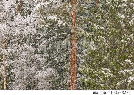 The heavy snowfall in a wild park, winter fairy tale in the forest, snow-covered tree branches, large flakes of snow are slowly falling, nobody, snow storm, blizzard The heavy snowfall in a wild park, winter fairy tale in the forest, snow-covered tree branches, large flakes of snow are slowly falling, nobody, snow storm, blizzard 123588273