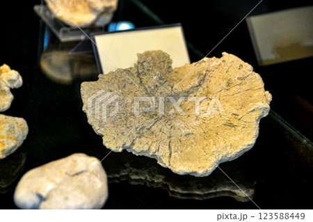 fossil trilobite imprint in the sediment. 3.6 Billion Year old Trilobite. Dinosaur skeleton in ground stone Fossil Tyrannosaurus archaeological excavations. 123588449