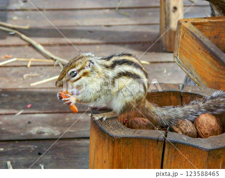 Chipmunk catch stone in his cute hands . High quality photo 123588465