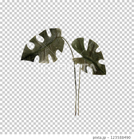 Watercolor set with jungle monstera leaves, isolated on white. Botanical clip art hand drawn with watercolor and pencil. mixed media Watercolor set with jungle monstera leaves, isolated on white. Botanical clip art hand drawn with watercolor and pencil. mixed media 123588490