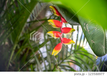 A banana plant in the Philippines with beautiful banana flowers in vivid red and yellow colors A banana plant in the Philippines with beautiful banana flowers in vivid red and yellow colors 123588977