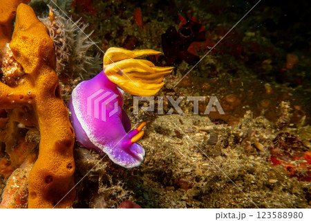 A beautiful and colorful nudibranch in purple and yellow in a strong current. Hypselodoris apolegma A beautiful and colorful nudibranch in purple and yellow in a strong current. Hypselodoris apolegma 123588980
