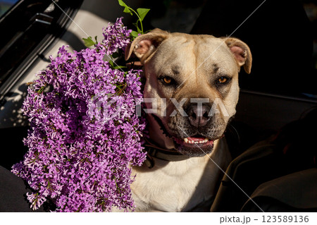 Muzzle of a white pit bull terrier 123589136