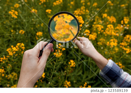 A man in a rapeseed field examines yellow rapeseed flowers 123589139