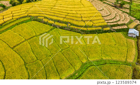 Aerial view of Rice terraces on a steep mountain produce bright yellow ears 123589374