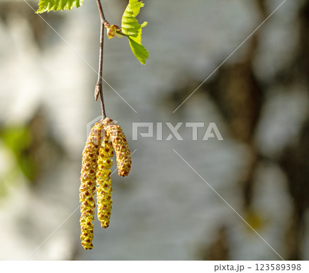 Birch buds bloom against the background of a birch trunk 123589398
