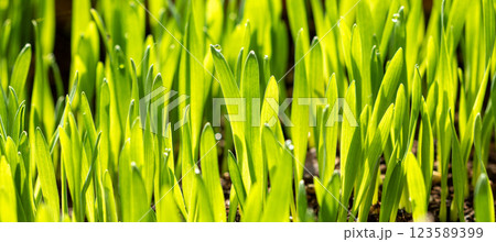Natural background of lawn grass covered with dew drops Natural background of lawn grass covered with dew drops 123589399
