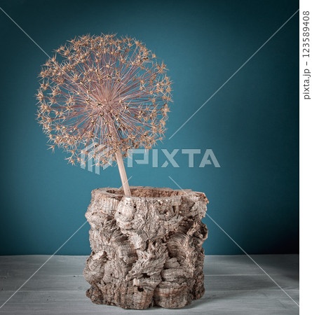 Ikebana - dry giant onion flower in a cork vase on a blue background 123589408