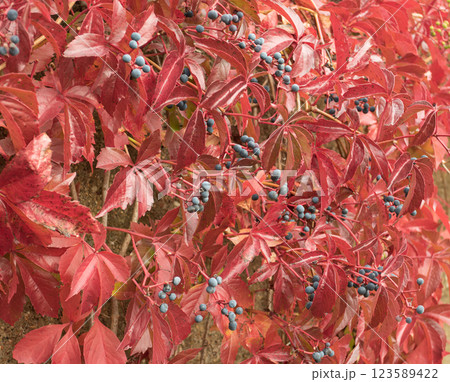 Thickets of girlish grapes in autumn coloring Thickets of girlish grapes in autumn coloring 123589422