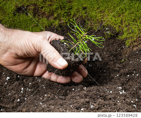 planting a tiny pine seedling in fertile land 123589428