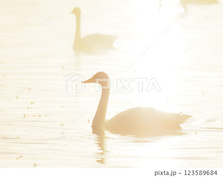 朝日に光る湖面に浮かぶ白鳥 123589684