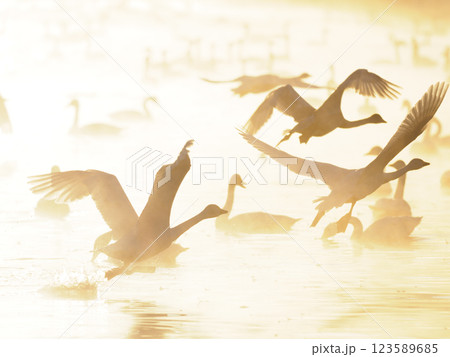 朝日に光る湖面を駆け抜け飛翔する白鳥達 123589685
