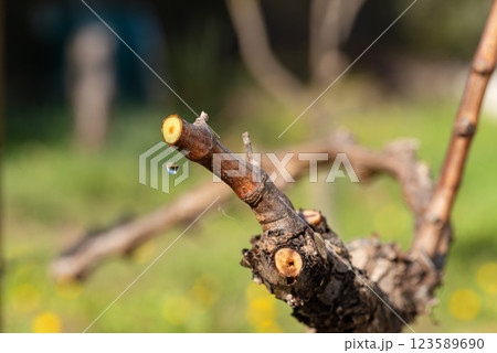 Drops of sap on the branches of the vine in winter. Agriculture. 123589690