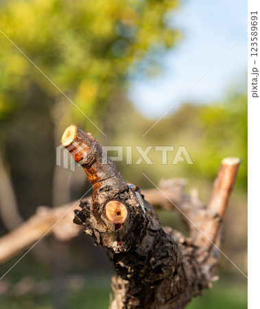 Vine branches soaked in sap in winter. Agriculture. Vine branches soaked in sap in winter. Agriculture. 123589691