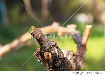 Vine branches soaked in sap in winter. Agriculture. 123589692