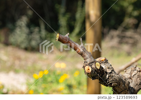 Drops of sap on the branches of the vine in winter. Agriculture. 123589693