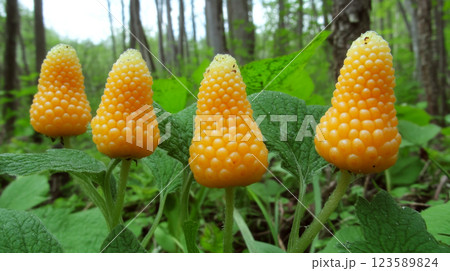 Four orange cone-shaped berries grow in a forest surrounded by green leaves. Concept nature's unique and vibrant growth. 123589824