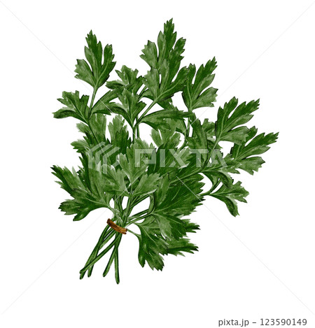 bunch of parsley. Kenza or corendar. Useful seasoning and plant. Watercolor illustration isolated from background. Hand drawing. Bouquet of green plants. For menu and recipes. Useful for health.  123590149