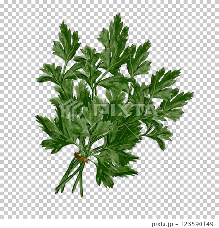 bunch of parsley. Kenza or corendar. Useful seasoning and plant. Watercolor illustration isolated from background. Hand drawing. Bouquet of green plants. For menu and recipes. Useful for health.  123590149