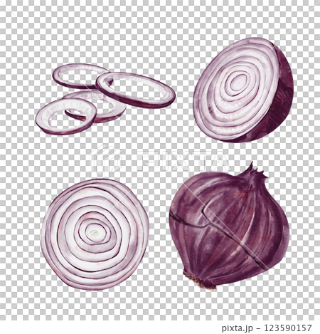 Set with purple onion. Purple vegetable. Set of watercolor illustrations isolated from the background. Onion cut in halves and rings. Hand drawing. High quality illustration 123590157