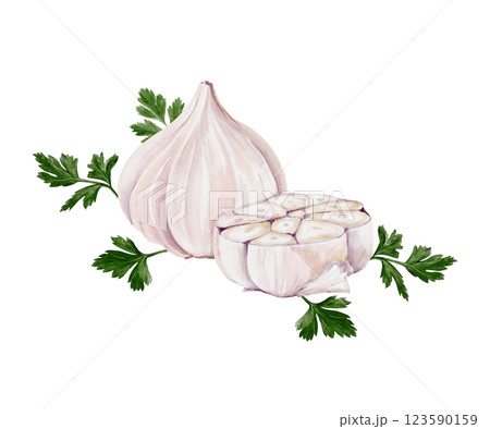 Garlic and half of garlic with parsley. Set of spices for cooking. Watercolor illustration isolated from background. Hand drawing. White vegetable. For menu, recipes and kitchen decor.  123590159