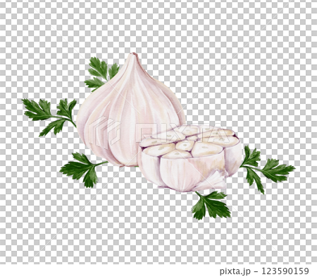 Garlic and half of garlic with parsley. Set of spices for cooking. Watercolor illustration isolated from background. Hand drawing. White vegetable. For menu, recipes and kitchen decor.  123590159