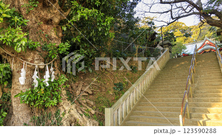 湘南江ノ島の江島神社の早春(藤沢市・鎌倉市) 湘南江ノ島の江島神社の早春(藤沢市・鎌倉市) 123590288