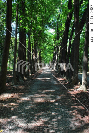 景色 風景 自然 123590487